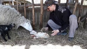 Окоты овец. Как принять роды у овцы.
