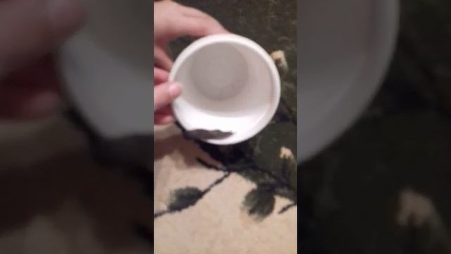 Леопардовый слизень-ОЧЕНЬ КРАСИВОЕ ЧУДО ПРИРОДЫ!!! смотреть онлайн