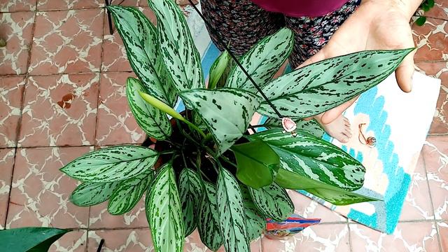 Millonaria Aglaonema en Floración смотреть онлайн