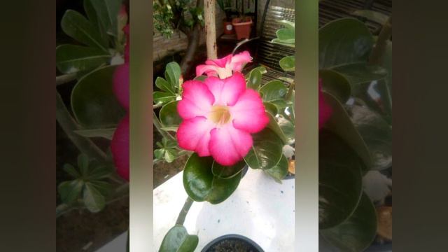 Adenium Energia Boa E Meditação, Compilação De Fotos De Minhas Meninas.