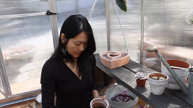 Special Plant Haul #7 EP1 Korea Imported Variegated Superbum, Variegated String Of Hearts! смотреть онлайн