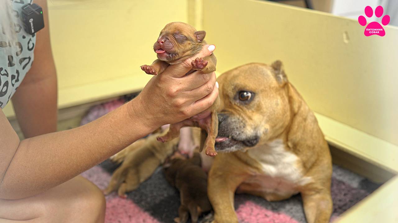 Щенок не прожил и 48 часов... смотреть онлайн
