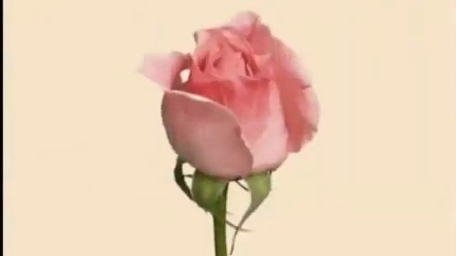 Самое красивое поздравление с 8 марта для всех женщин смотреть онлайн