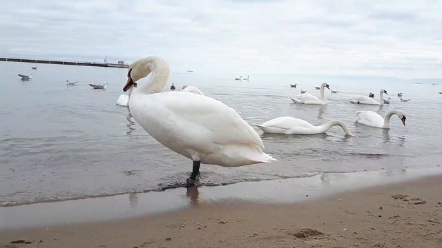 ДЕРЖУСЬ КАК МОГУ//ДЕЛЮСЬ ПОЗИТИВНЫМИ МОМЕНТАМИ//ВЫХОДНОЙ У МОРЯ 🌊ПОСЫЛКИ С АЛИЭКСПРЕСС смотреть онлайн