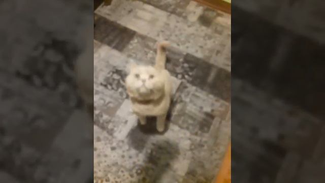 6 сборник видео с играющим котом смотреть онлайн