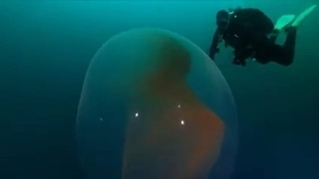 Гигантское яйцо кальмара обнаруженное у побережья Норвегии смотреть онлайн