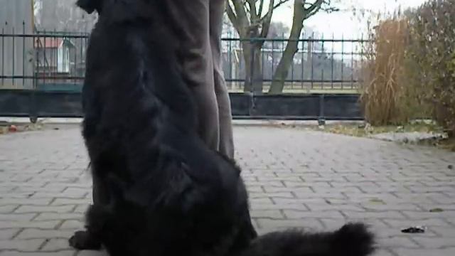 My black hovawart Bára - obedience смотреть онлайн
