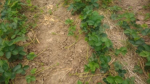 Чего не хватает клубнике.Дефицит кальция смотреть онлайн