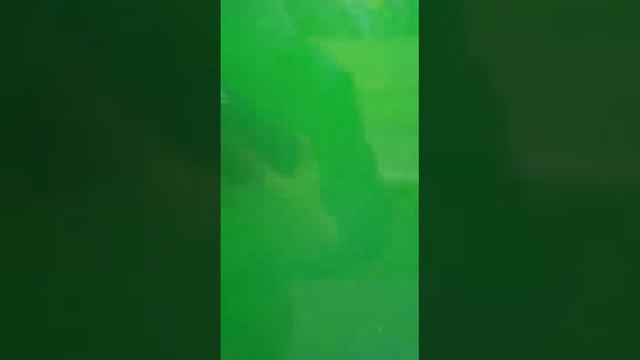 зоопарк Италии номер 13 смотреть онлайн