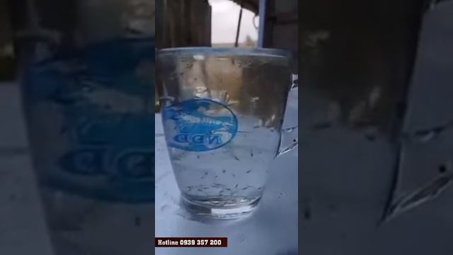 Tôm Shirmp Nam Đại Dương смотреть онлайн