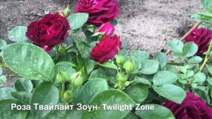 Роза Твайлайт Зоун- Twilight Zone Rose Tom Carruth США, 2011 Грандифлора (Grandiflora)