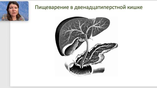 Пищеварение в тонком кишечнике смотреть онлайн