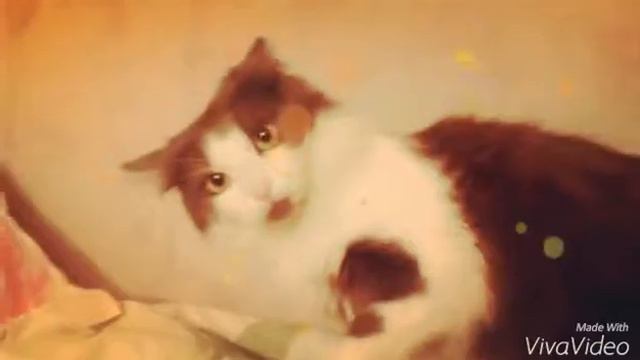 Моя злая кошка смотреть онлайн