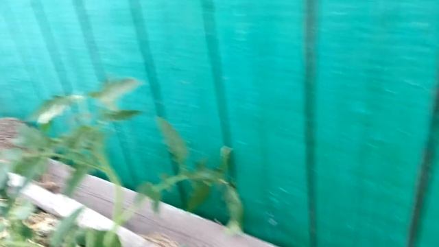 #Ёжик под баклажаном смотреть онлайн