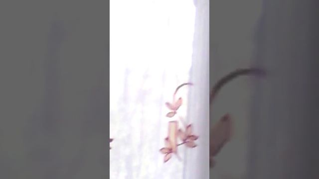 У нас дома в окно стучала синичка! смотреть онлайн