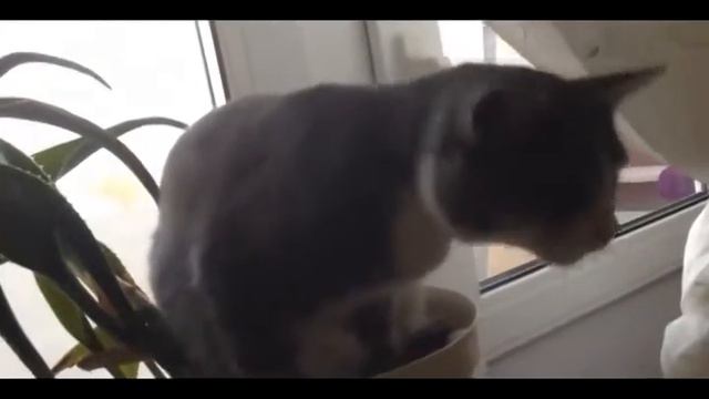 Смешные кошки. Приколы с животными смотреть онлайн