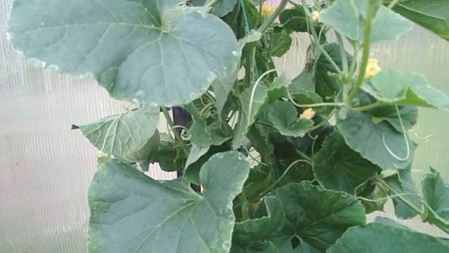 Огурдыни. Перец сладкий Питон. смотреть онлайн