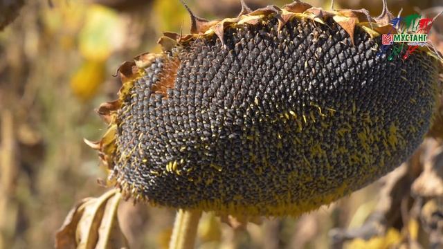 Отзыв 2021: Что дает СанПауэр /Дюрбан/Кодизоль смотреть онлайн