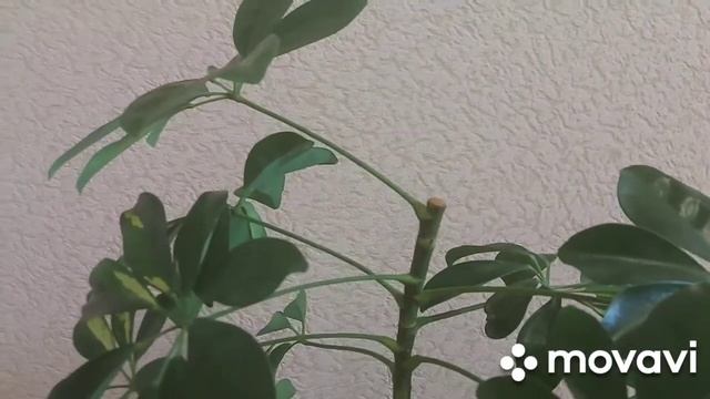 Как я обрабатываю срезы (раны) у растений смотреть онлайн