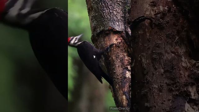 wood penter bird #bird #wood #video смотреть онлайн