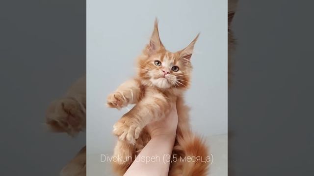 ДивоКун Успех (3,5 месяца) Рыжий котенок мейн-кун (MCO d) смотреть онлайн