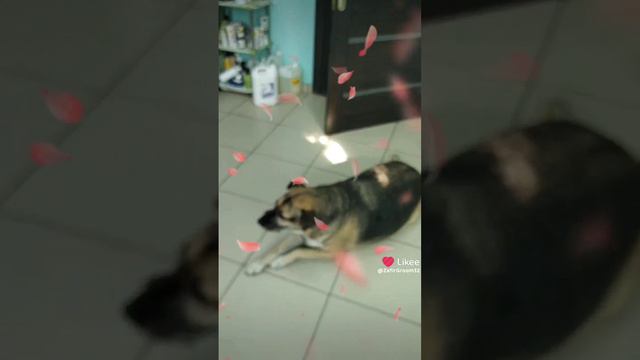 Местный бомжик Виталик