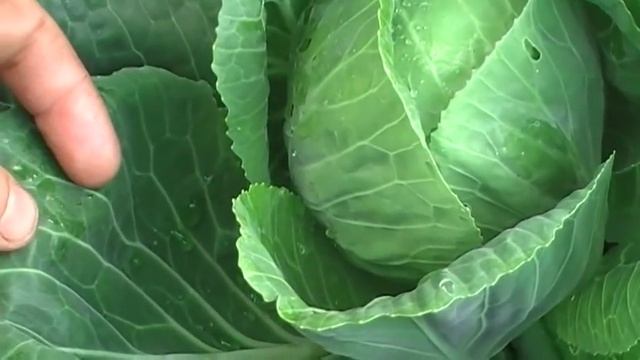 Как защитить капусту от слизней и гусениц без химии. Сад и огород выпуск 183 смотреть онлайн