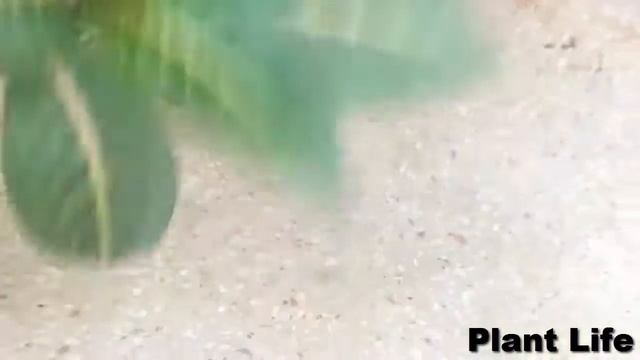 How to Grow Sanchezia Plant From Cutting Beautiful House Plant смотреть онлайн