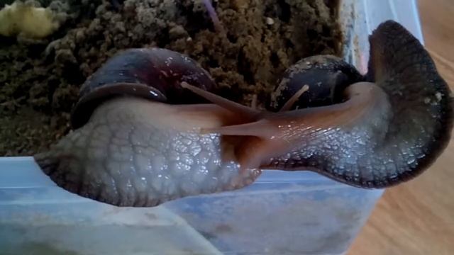 Как улитки целуются и обнимаются смотреть онлайн