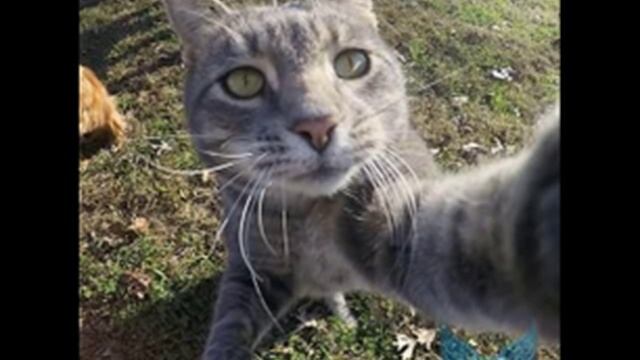 Песня "мой котик котик котик" смотреть онлайн