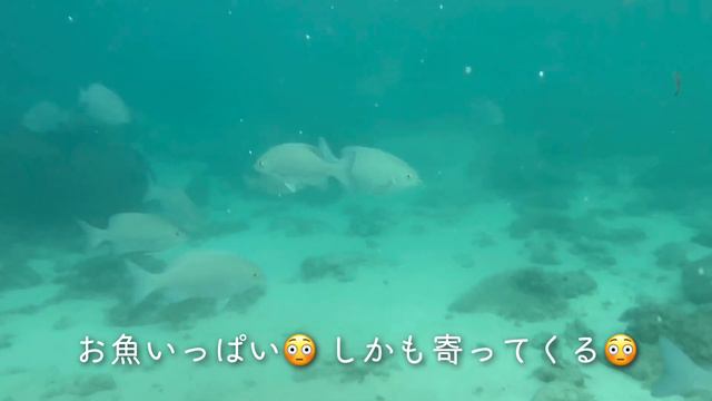 石垣島で過ごした3ヶ月間 смотреть онлайн