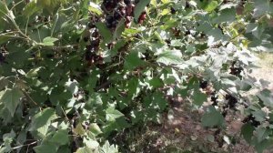 Черный жемчуг - черная смородина, описание сорта (Российский сорт)