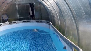 Бассейн в теплице закрываем сезон и честный отзыв и недостатки.