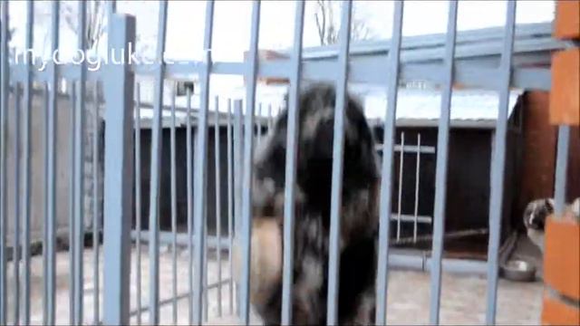 кавказец у семеновны, пес стророжевой.wmv смотреть онлайн