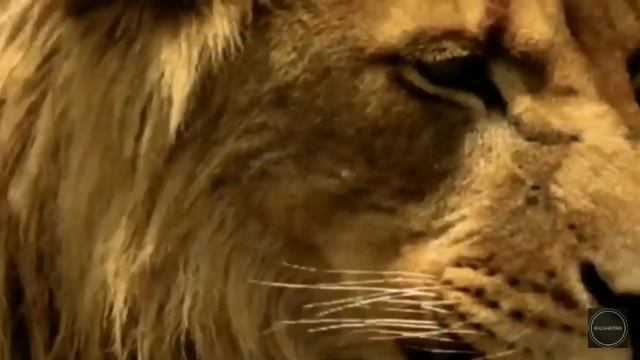 Клип про львов. смотреть онлайн