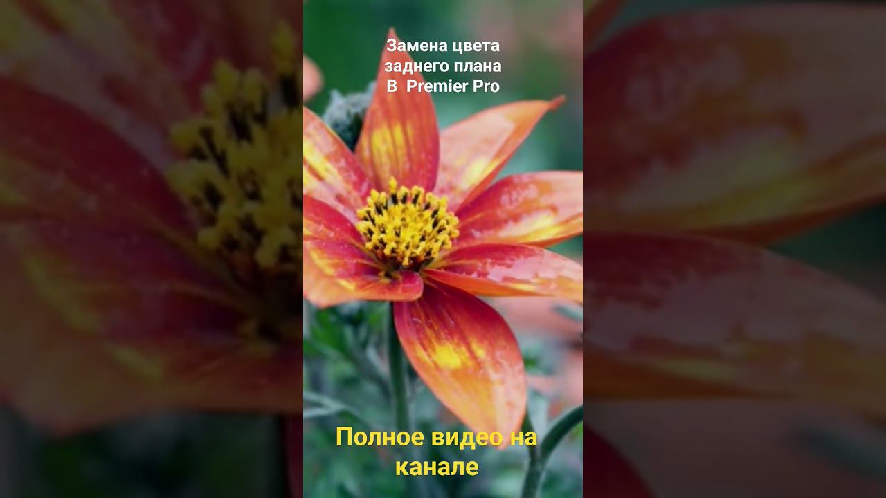 Ремикс. замена фона в #PremierPro смотреть онлайн