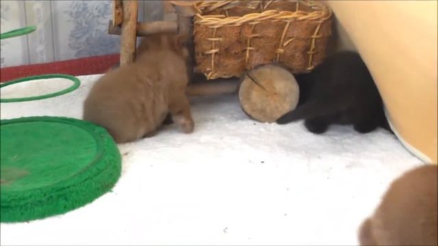 Коробка с карандашами смотреть онлайн
