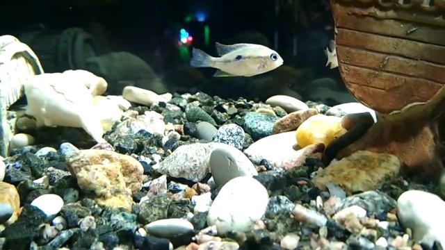 Цихлазома Элиота молодняк