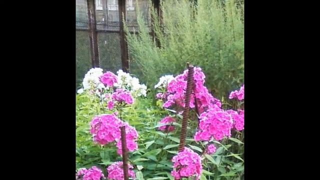 Флоксы розовые и белые с моей дачи: фото смотреть онлайн