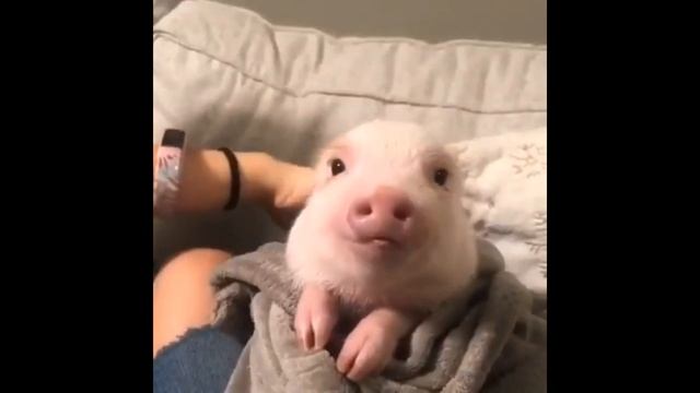 7 МИНУТ СМЕХА ДО СЛЁЗ / СМЕШНЫЕ ЖИВОТНЫЕ / ПОПРОБУЙ НЕ ЗАСМЕЯТЬСЯ / ЛУЧШИЕ ПРИКОЛЫ ВИДЕО 12 смотреть онлайн