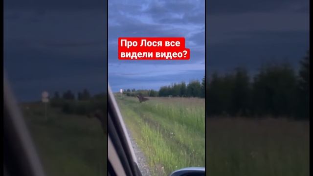 Про лося все видели видео? смотреть онлайн