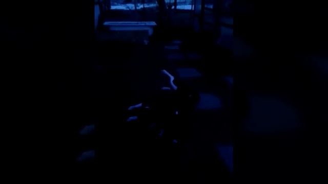 Щенок Рел (Сука) Ивановская обл., г.Кохма смотреть онлайн