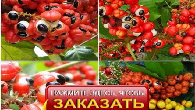 Жидкий каштан официальный!