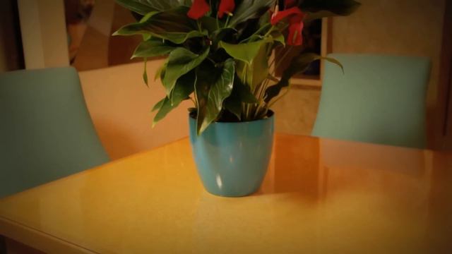 How to Care for Houseplants in Spanish смотреть онлайн
