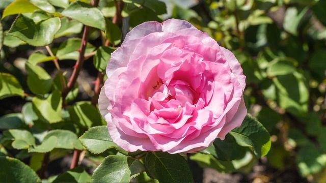 Types of Roses: Beginners Guide to Rose Varieties смотреть онлайн