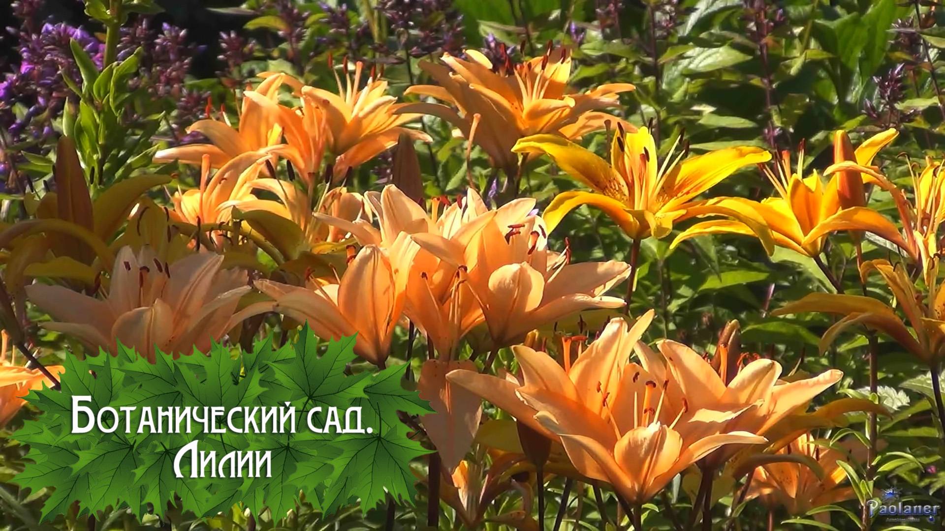 Ботанический сад. Лилии (2024) смотреть онлайн