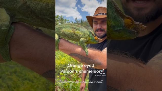 MONSTER sized Chameleon!! Yellow giant Parson’s chameleon (Calumma parsonii) смотреть онлайн