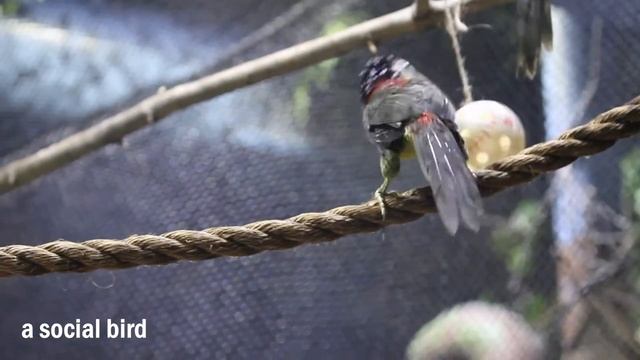 5 Things I Learned about the Curl-Crested Aracari смотреть онлайн