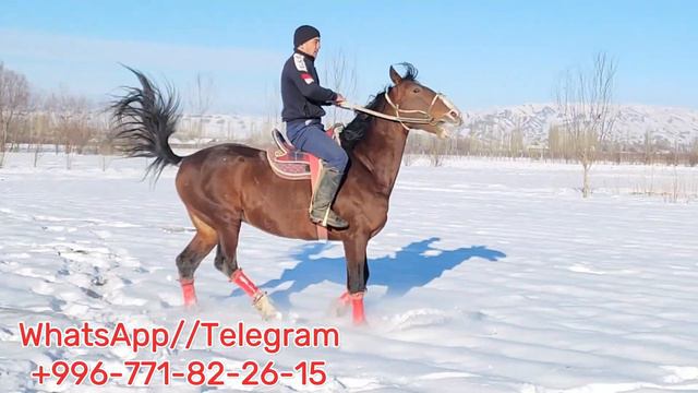 Император🔥2 февраля 2024 г. смотреть онлайн