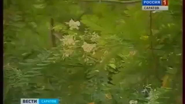 Акация вновь зацвела смотреть онлайн